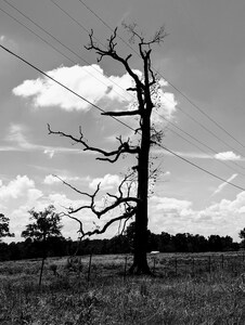 mark-page-dead-tree-01 (6144x8160) - (c)2026 Mark Page
