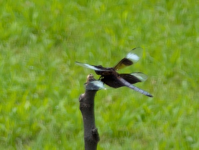mark-page-dragonflies-01 (8160x6144) - (c)2026 Mark Page