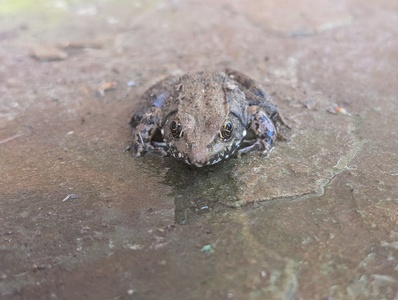 mark-page-frog-01 (4080x3072) - (c)2026 Mark Page