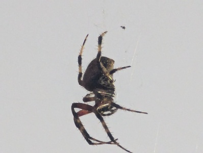 mark-page-spider-01 (4080x3072) - (c)2026 Mark Page